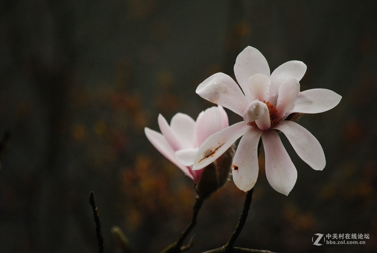 武陵源——花溪