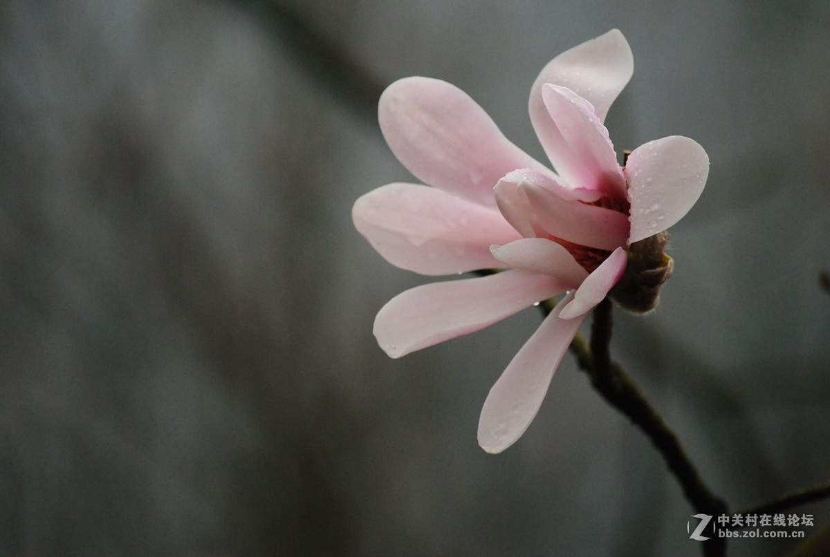 武陵源——花溪