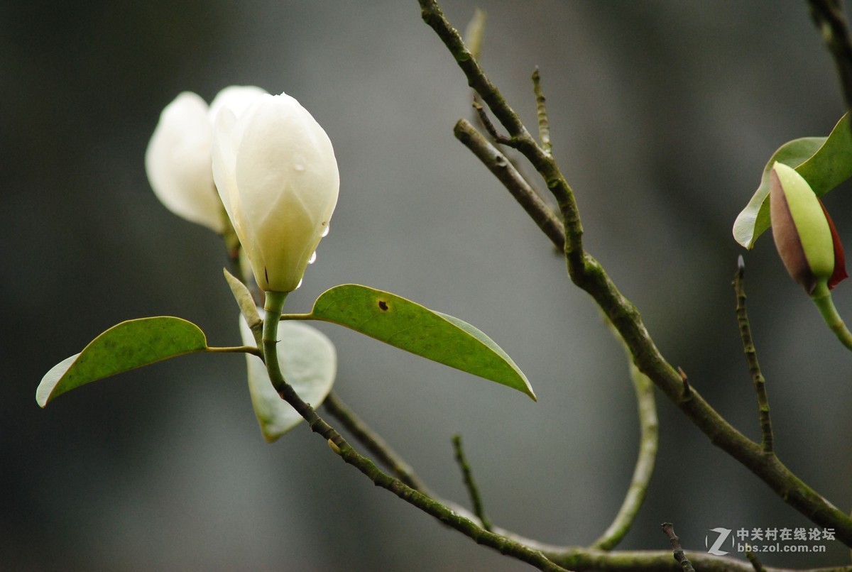 武陵源——花溪