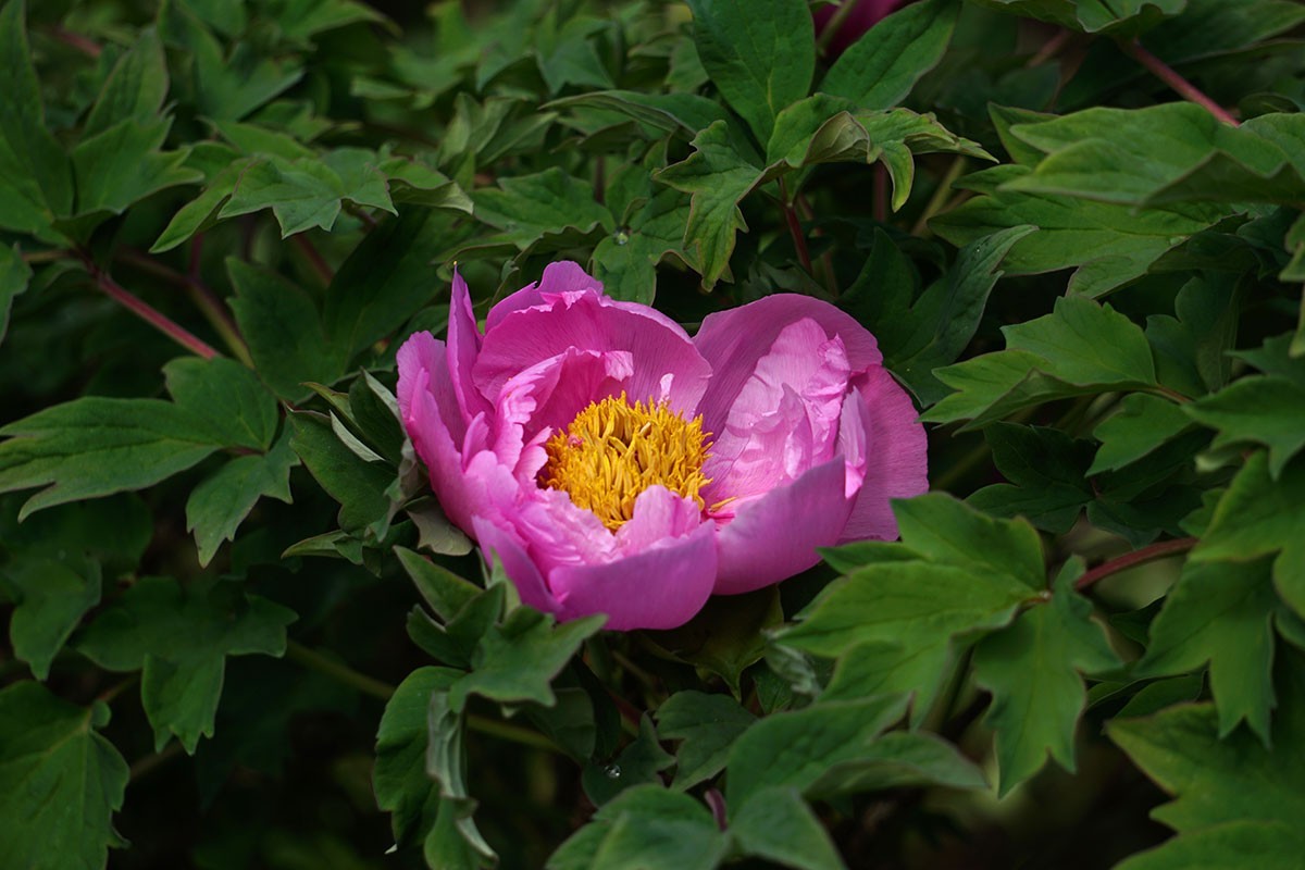 杂拍牡丹、打鸟——A6300固件升级2.01