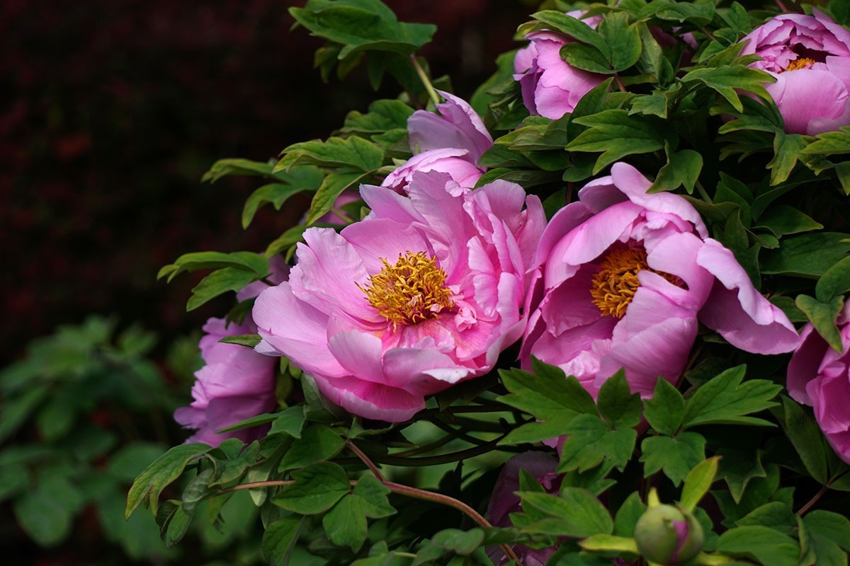 杂拍牡丹、打鸟——A6300固件升级2.01