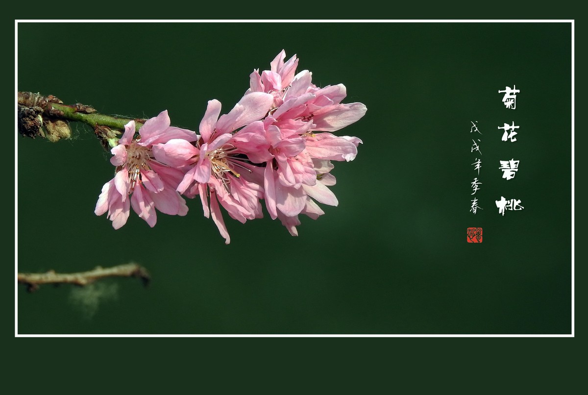 粉色菊花树上开