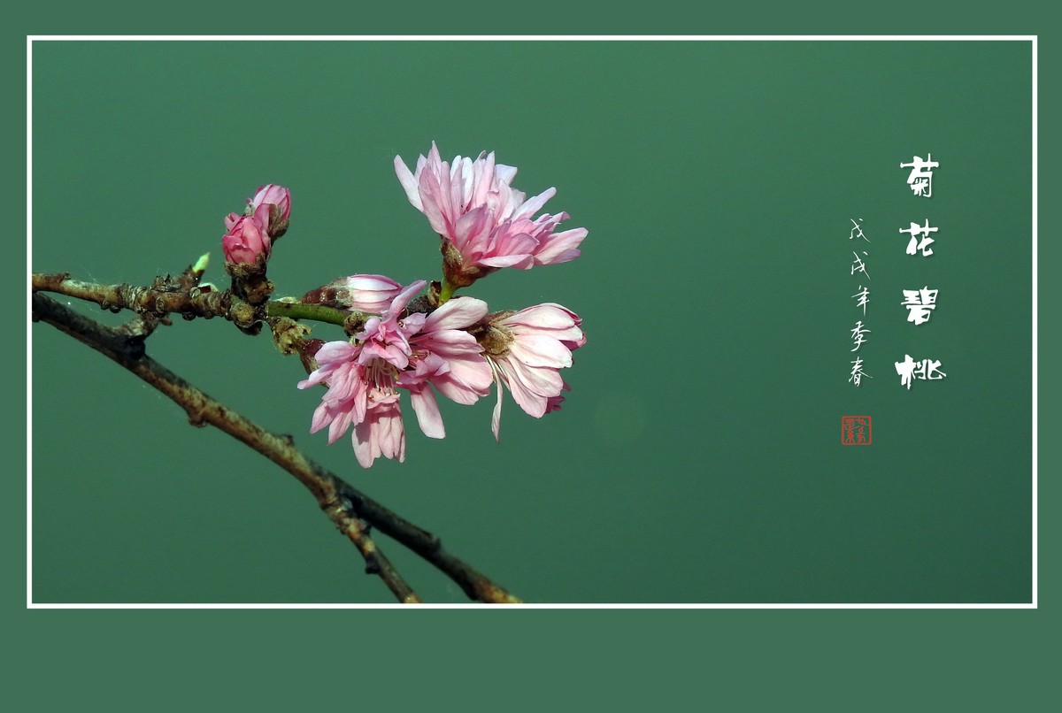 粉色菊花树上开