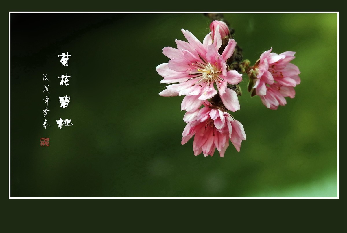 粉色菊花树上开