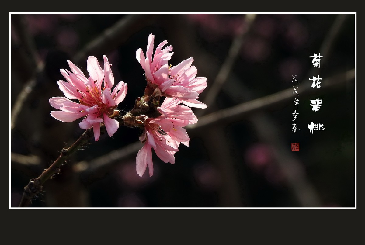 粉色菊花树上开