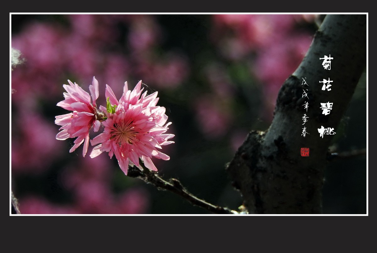 粉色菊花树上开