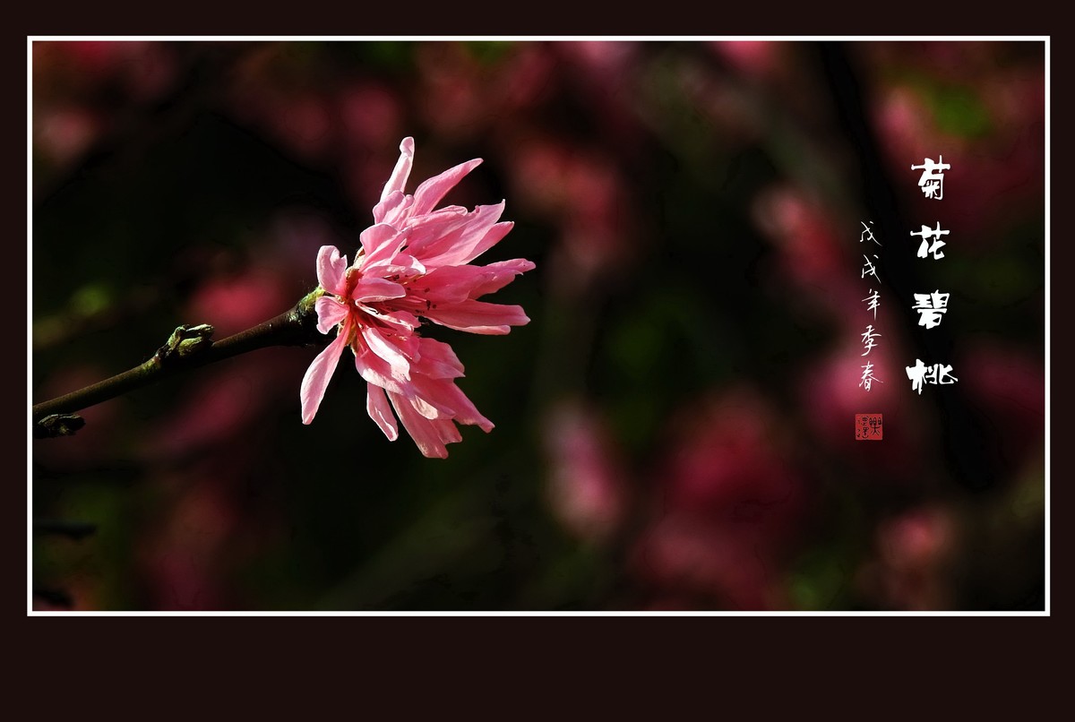 粉色菊花树上开