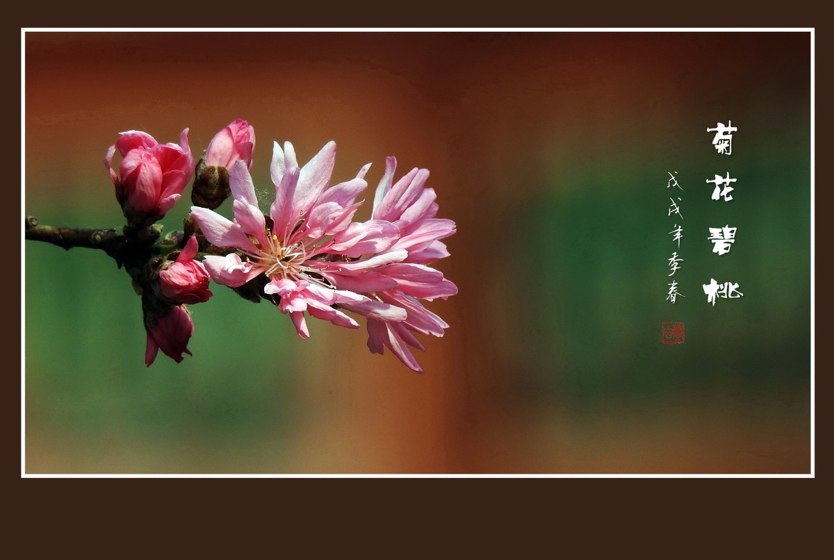 粉色菊花树上开