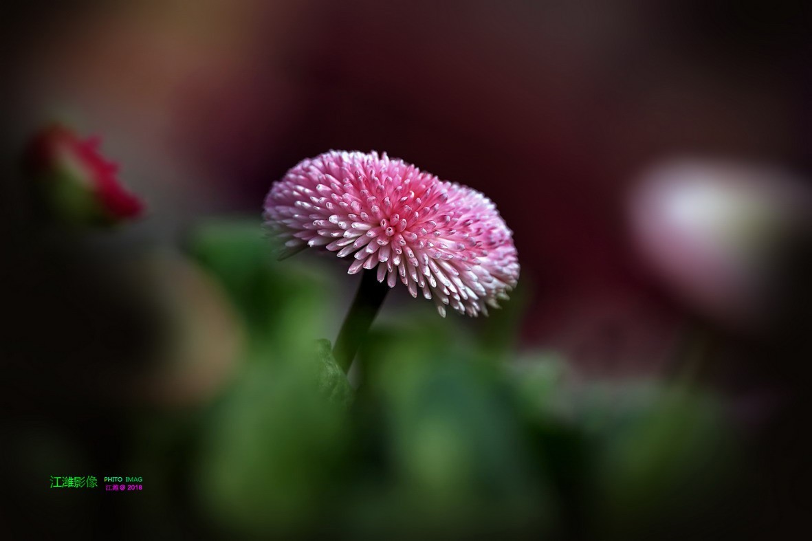 花团锦簇雏菊9p