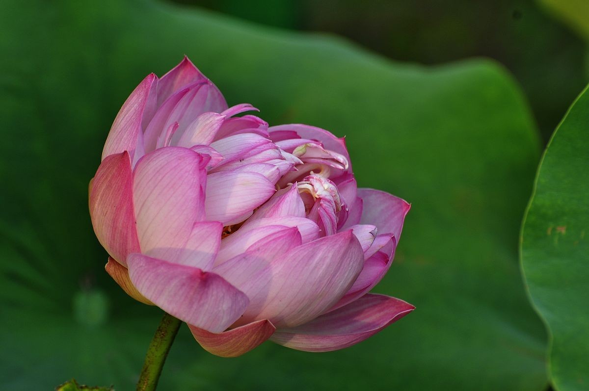 莲花池公园------盆栽荷花