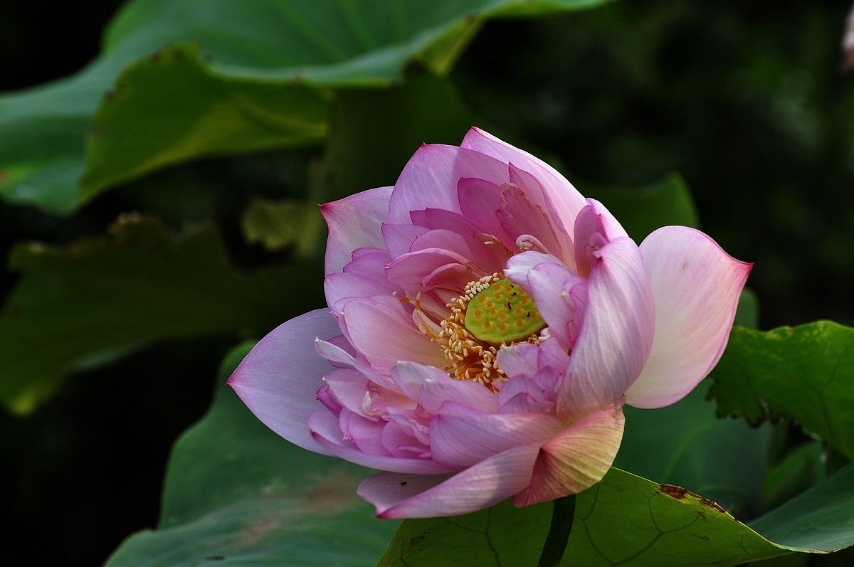 莲花池公园------盆栽荷花