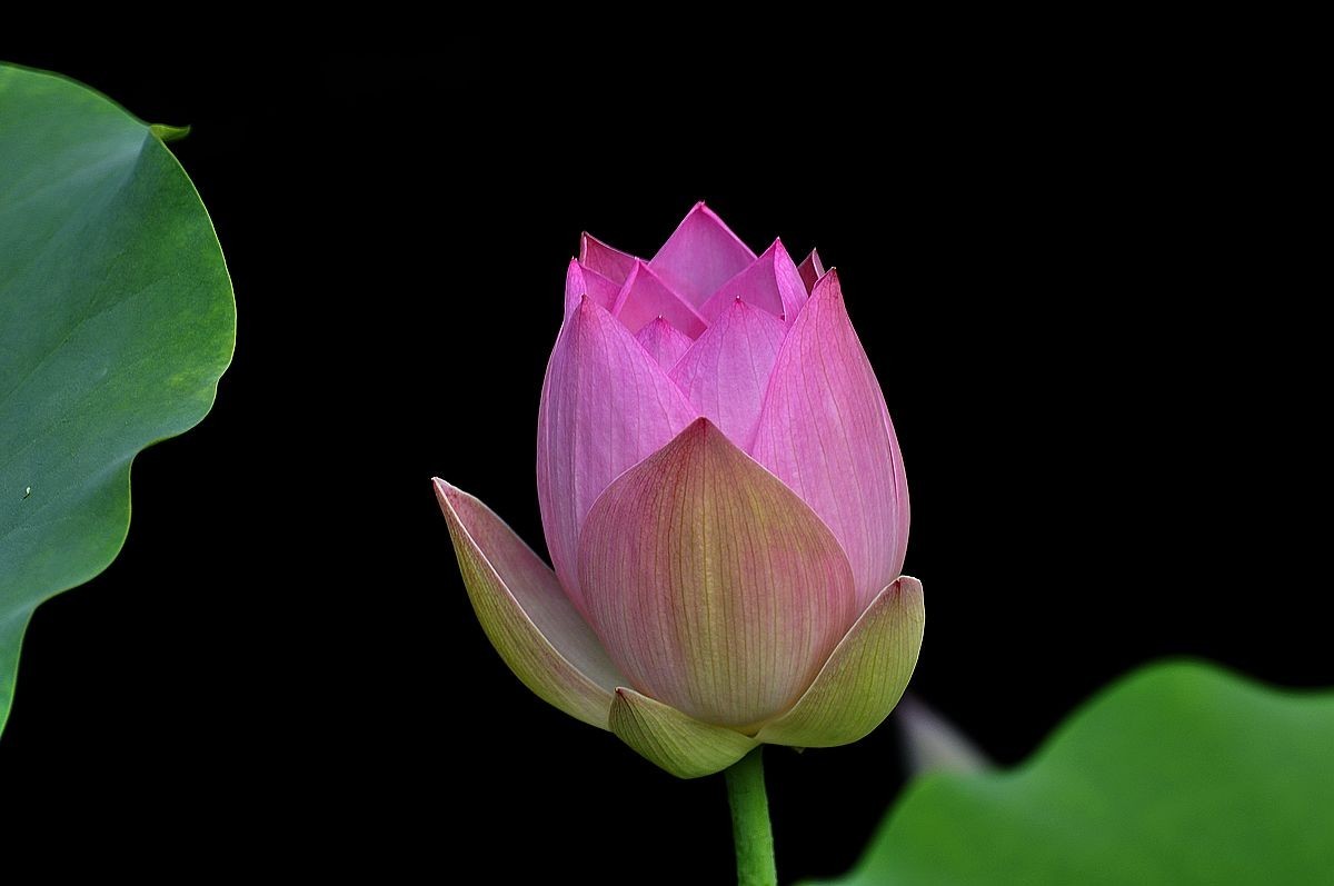 莲花池公园------盆栽荷花