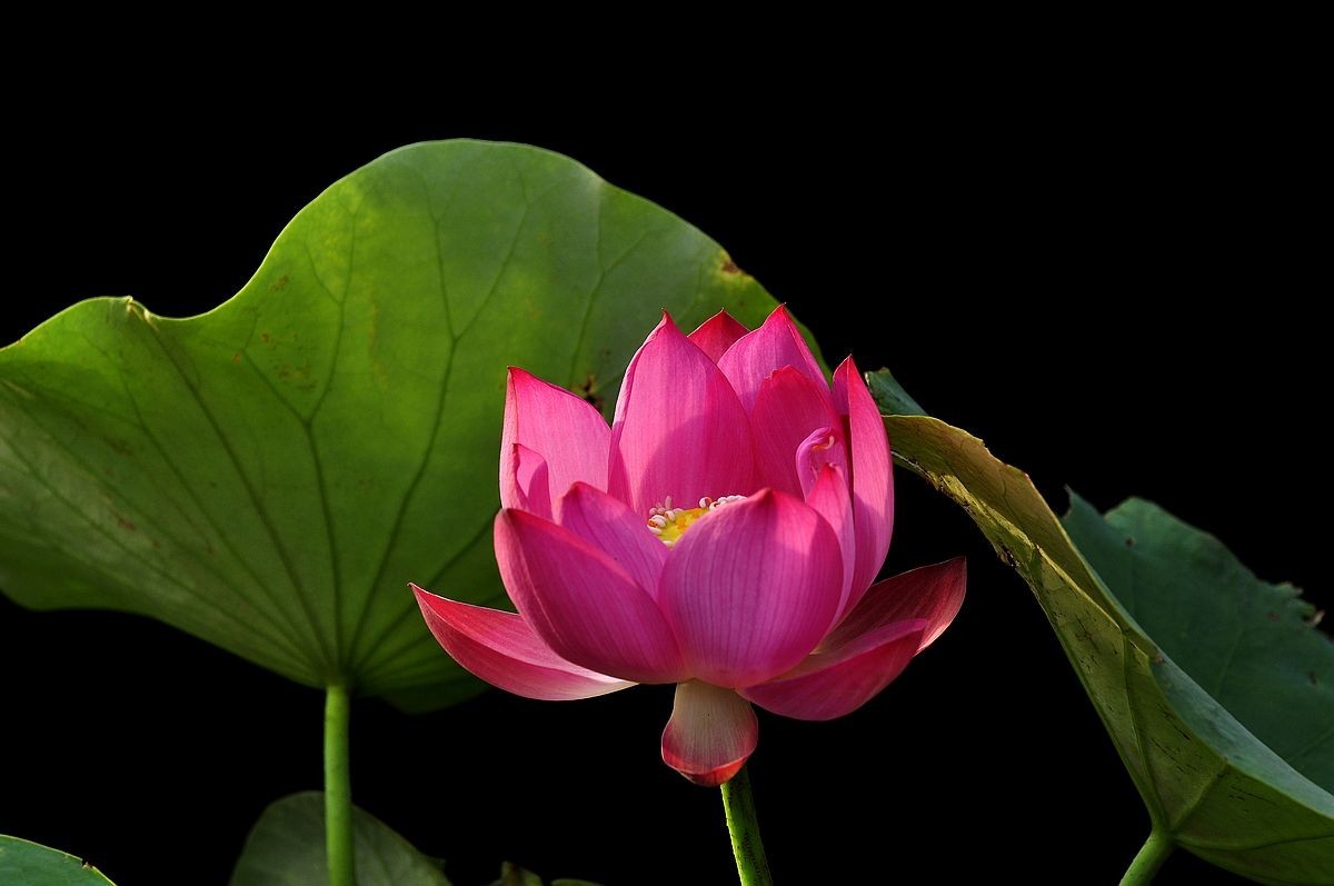 莲花池公园------盆栽荷花