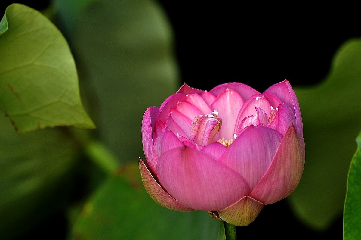 莲花池公园------盆栽荷花