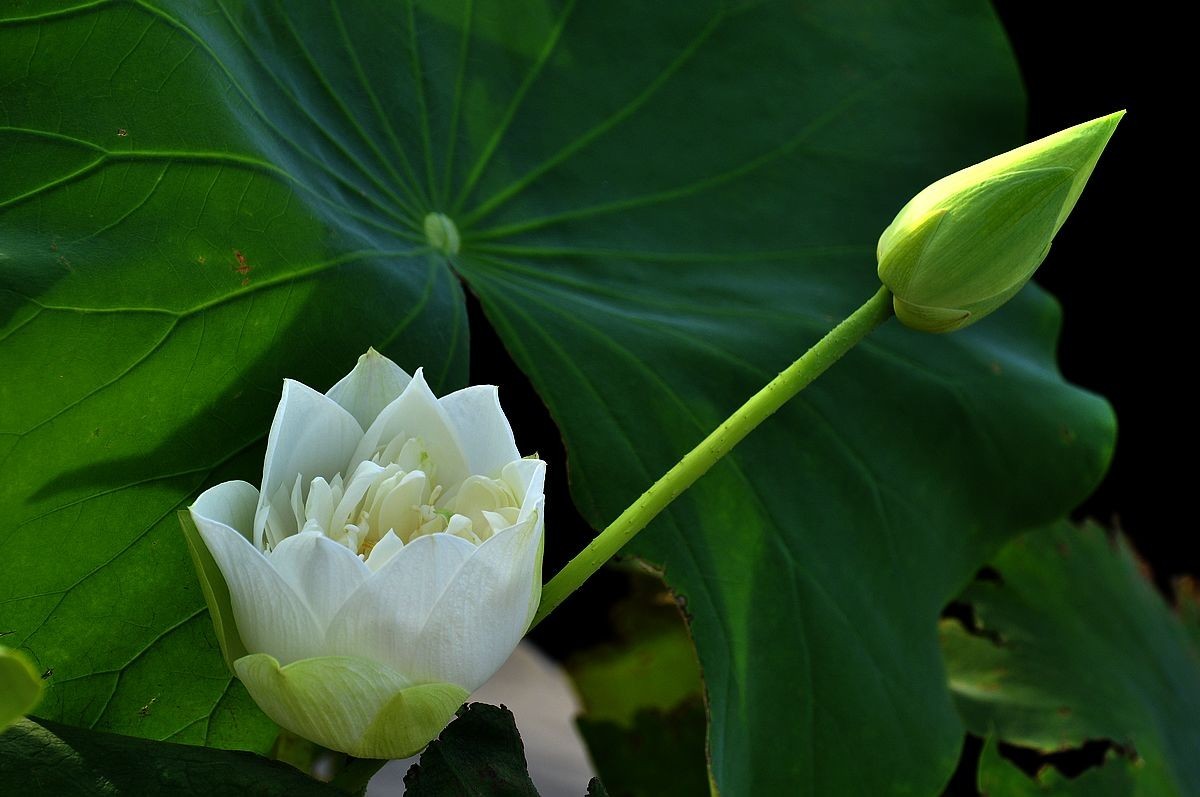 莲花池公园------盆栽荷花