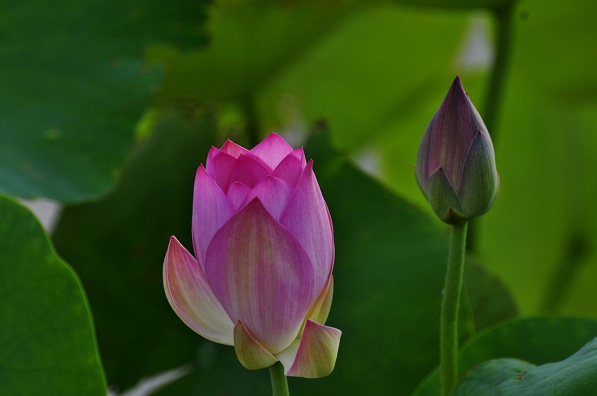 莲花池公园------盆栽荷花