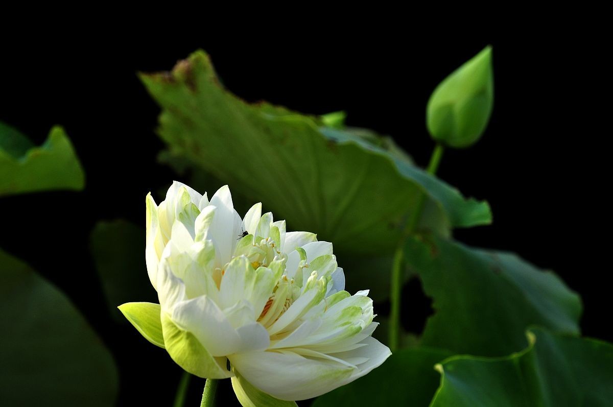 莲花池公园------盆栽荷花