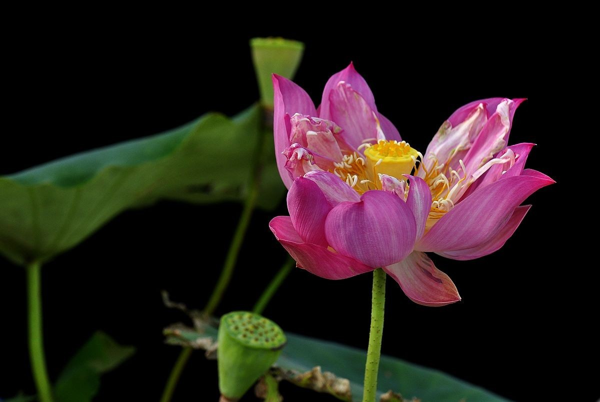 莲花池公园------盆栽荷花