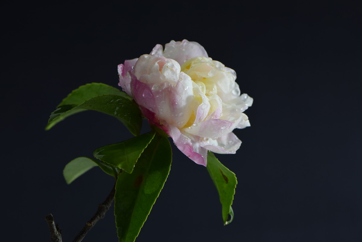 尼康AF-S VR 105mm f/2.8