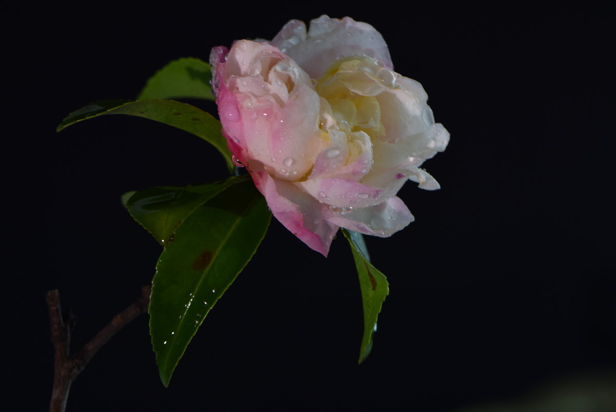 尼康AF-S VR 105mm f/2.8