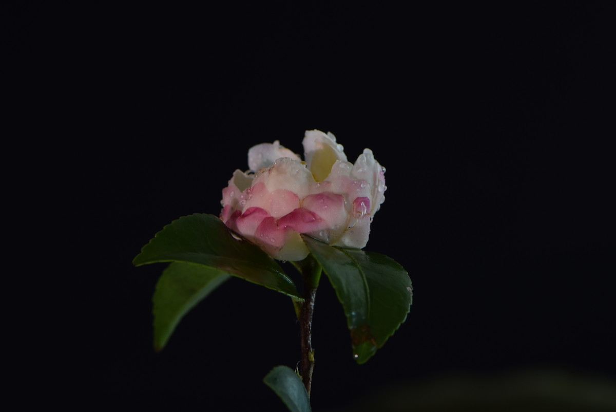 尼康AF-S VR 105mm f/2.8