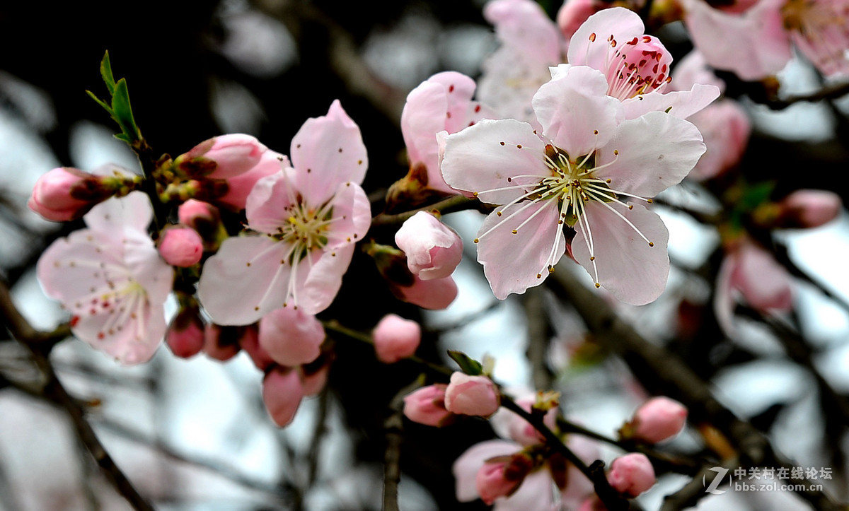 春天来了桃花开22016034