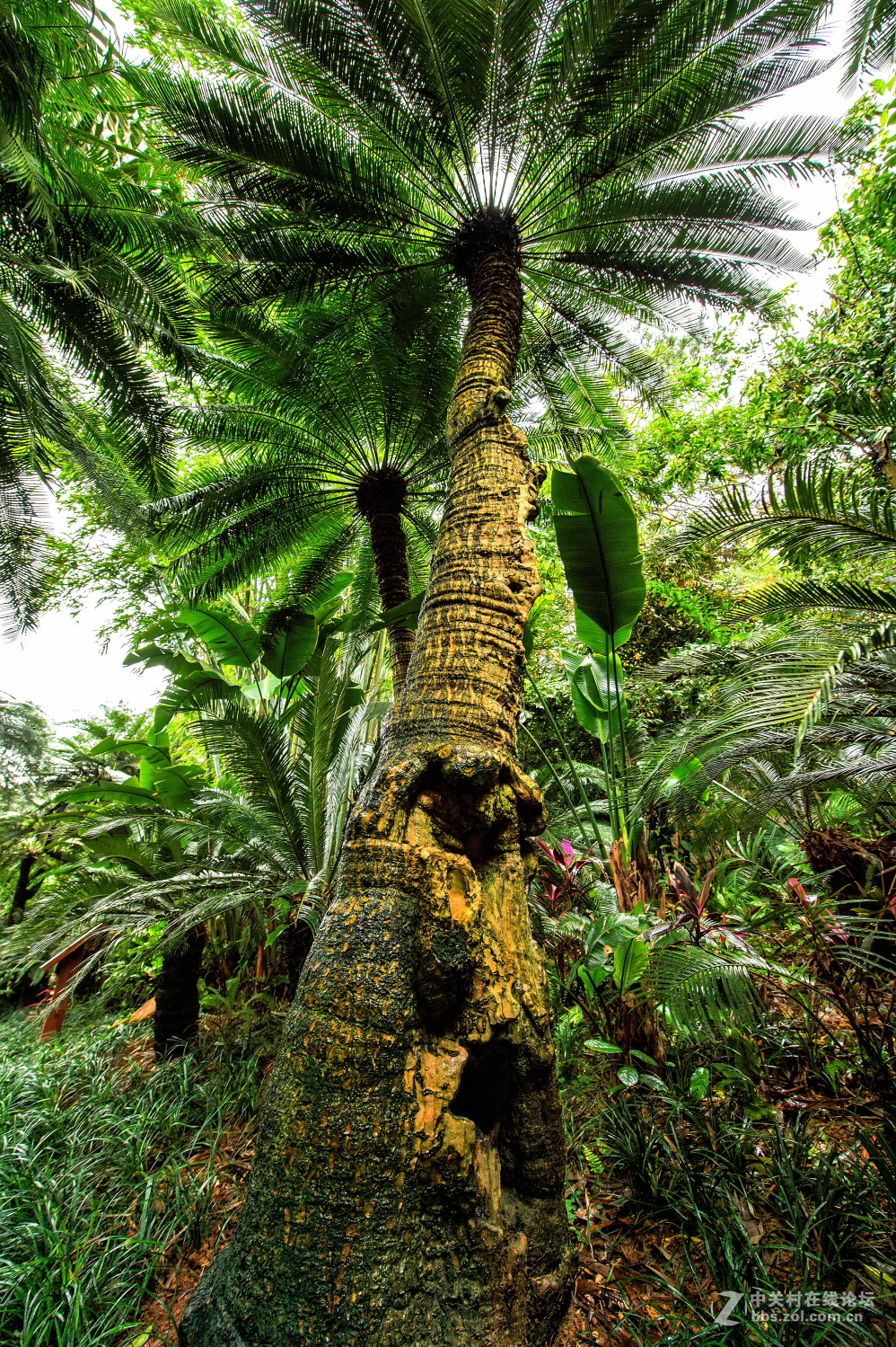 园林风光记实拍摄千年铁树