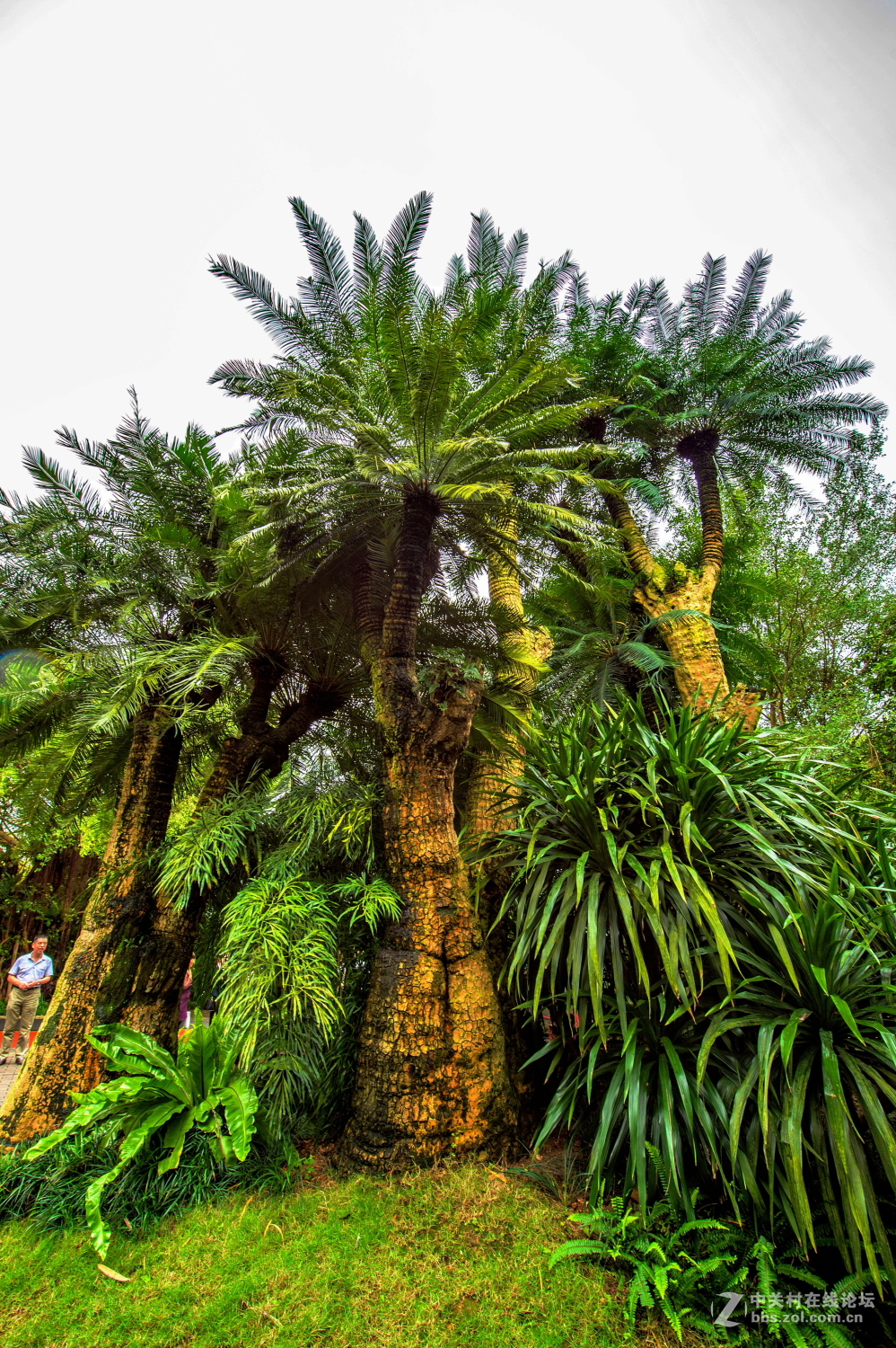 园林风光记实拍摄千年铁树