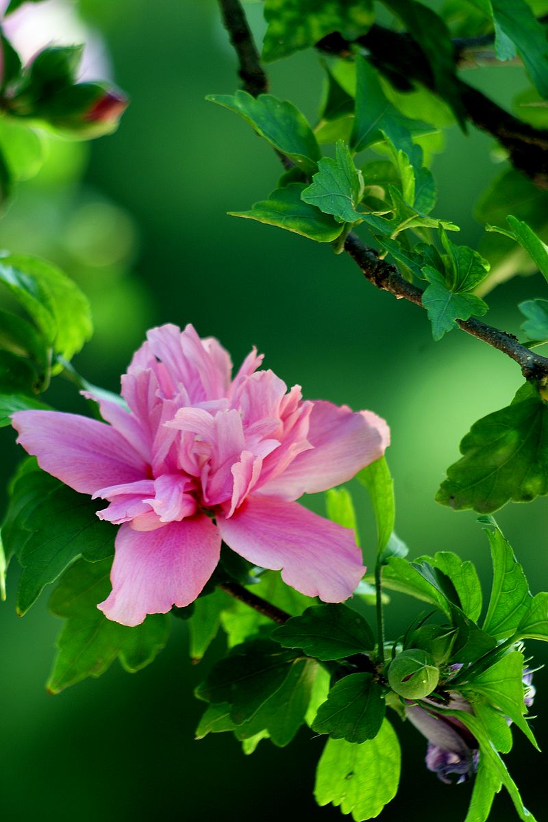 【木槿花8p】-中关村在线摄影论坛