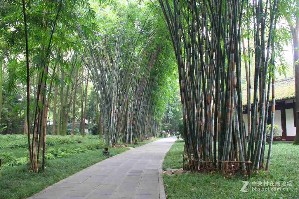 成都印象 (庭院小景掠影)