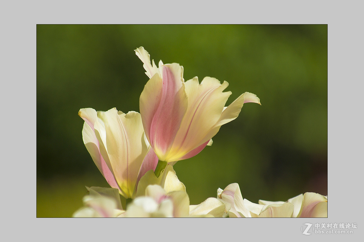 2017植物园郁金香