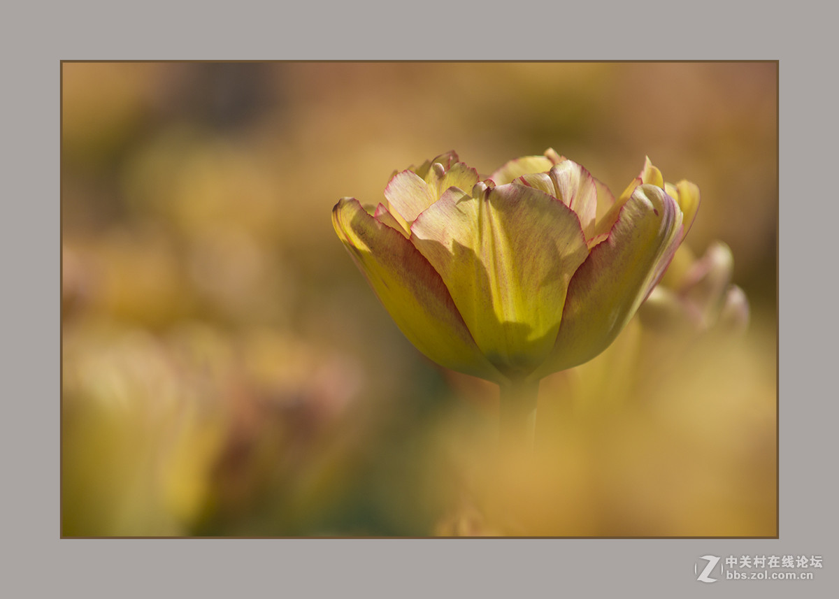 2017植物园郁金香