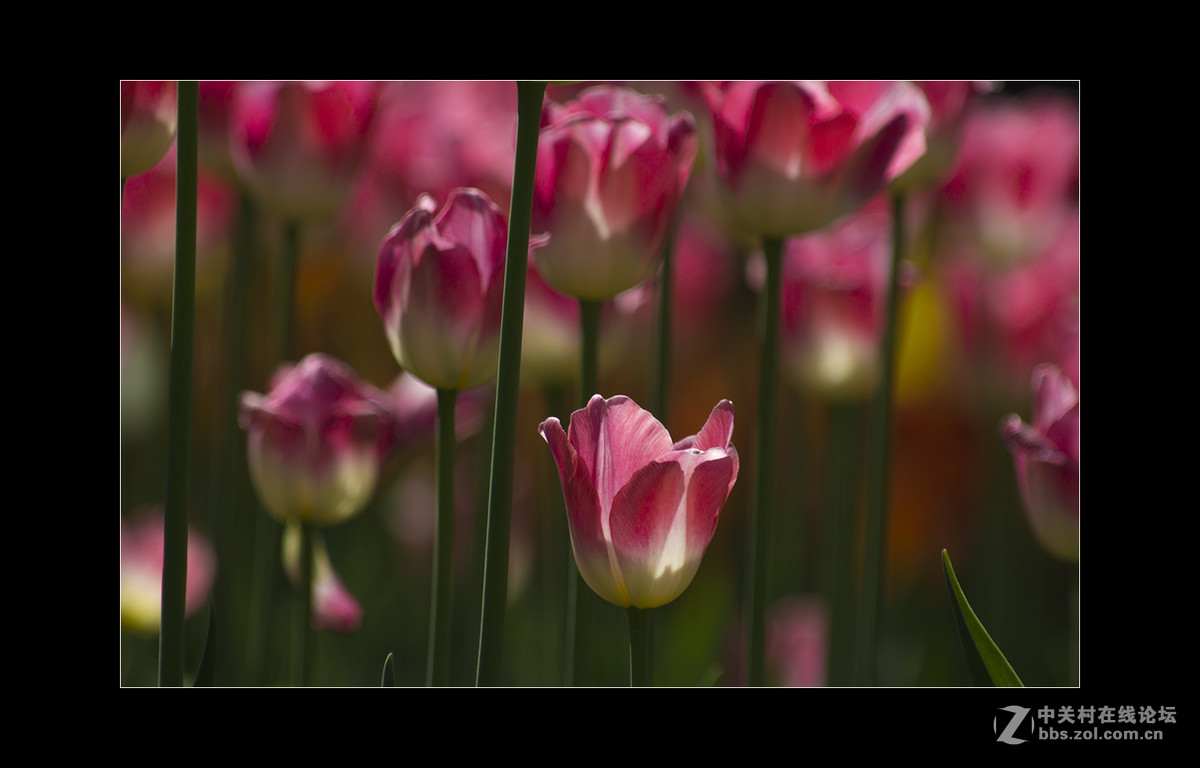 2017植物园郁金香
