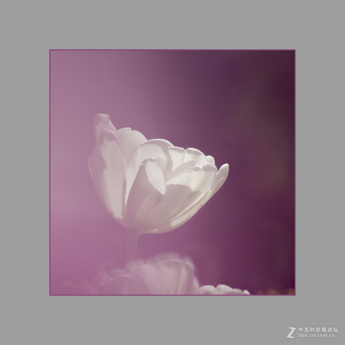 2017植物园郁金香