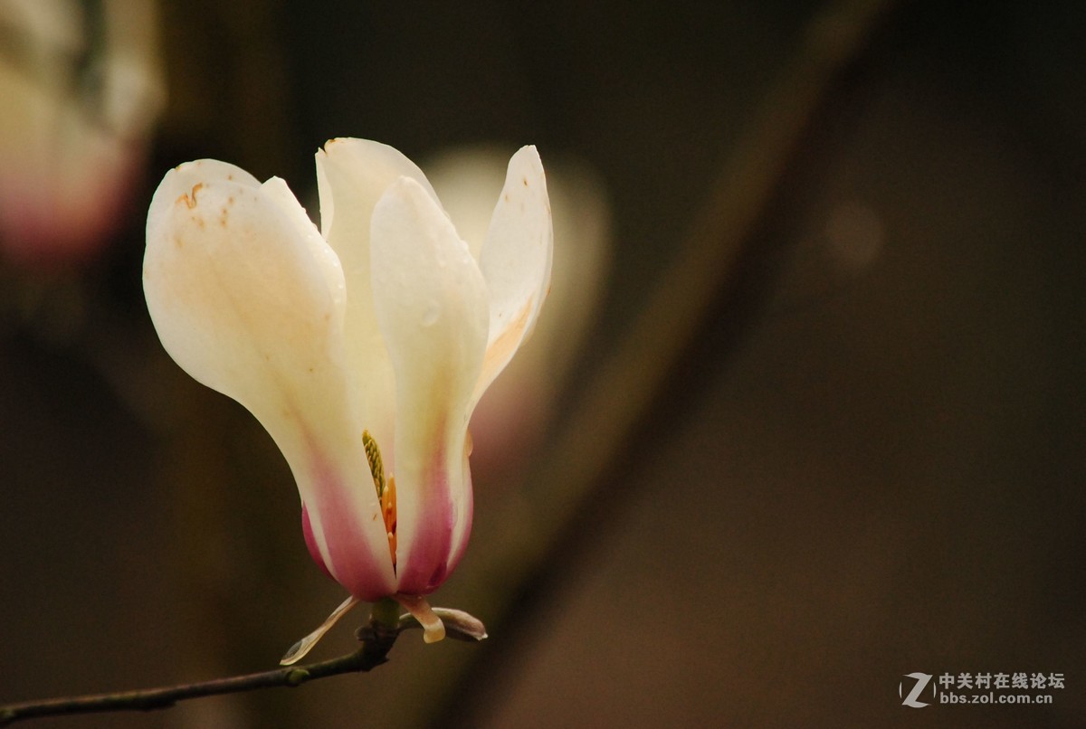 武陵源——花溪