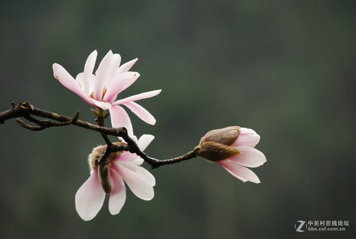 武陵源——花溪
