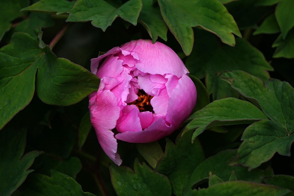 杂拍牡丹、打鸟——A6300固件升级2.01