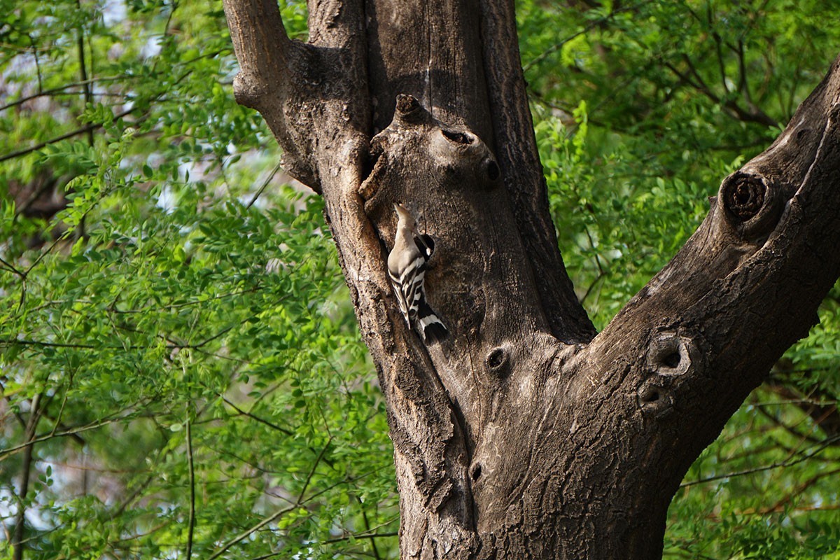 杂拍牡丹、打鸟——A6300固件升级2.01