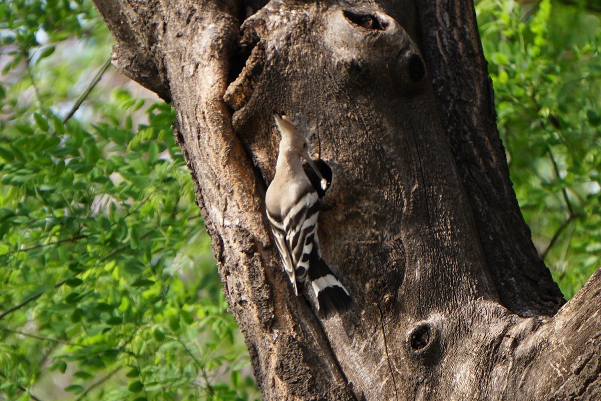 杂拍牡丹、打鸟——A6300固件升级2.01