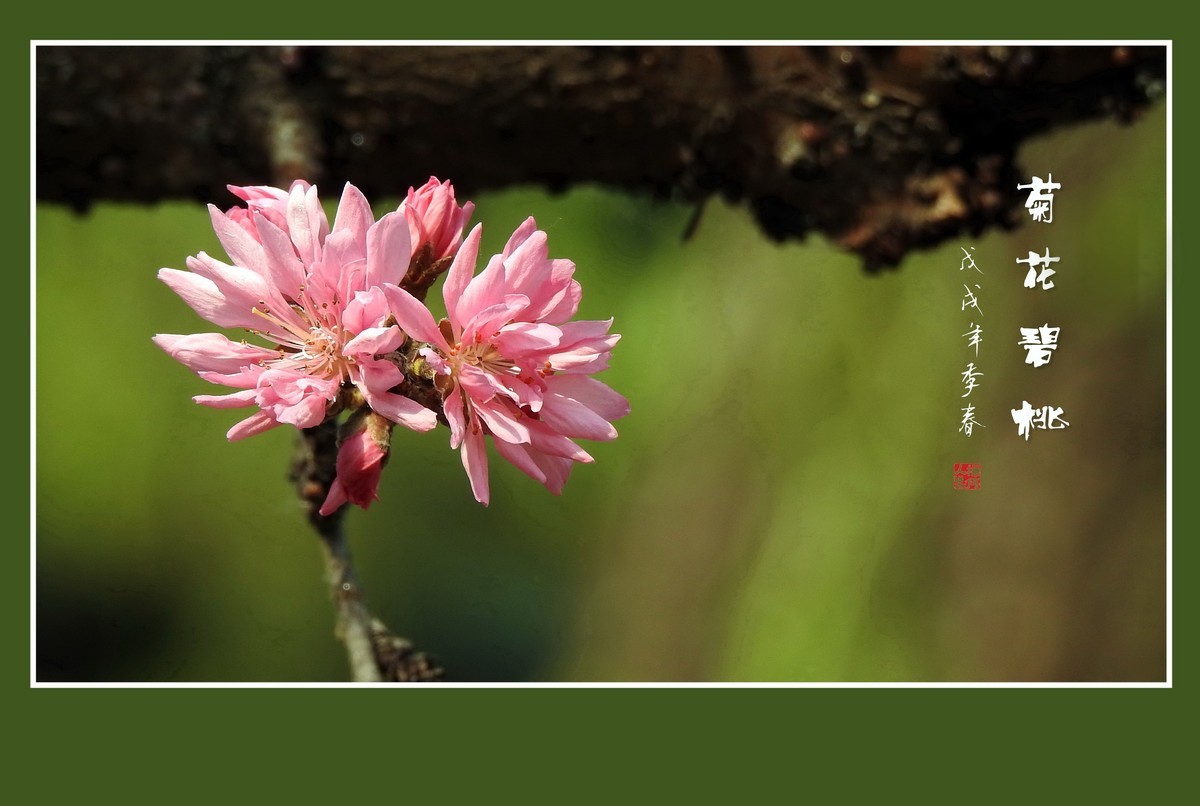 粉色菊花树上开