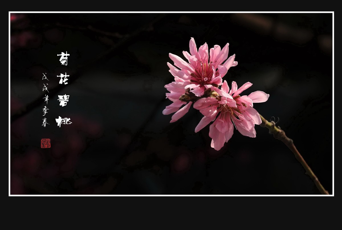 粉色菊花树上开