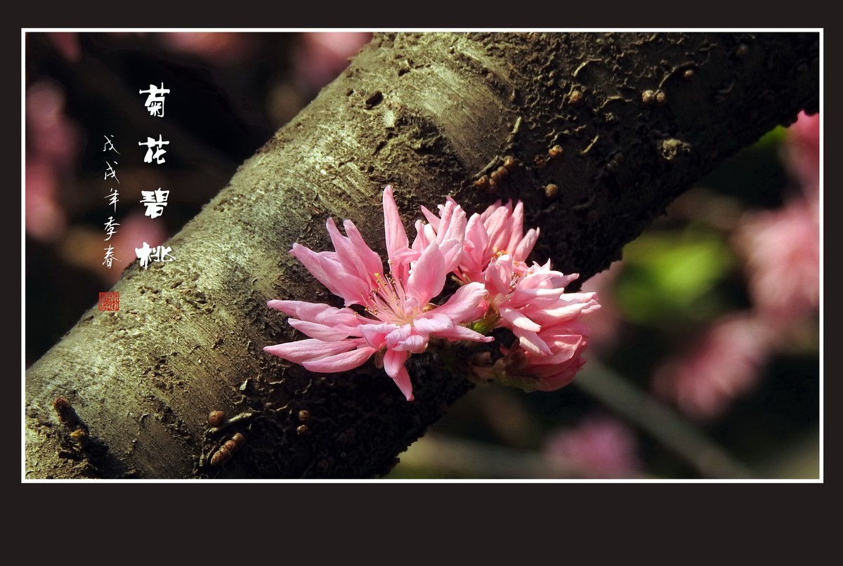 粉色菊花树上开