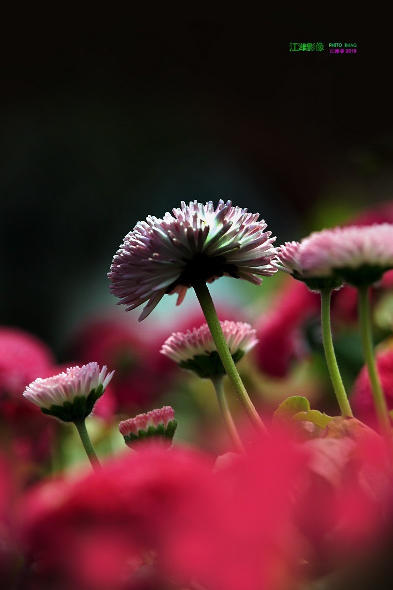 花团锦簇雏菊9p