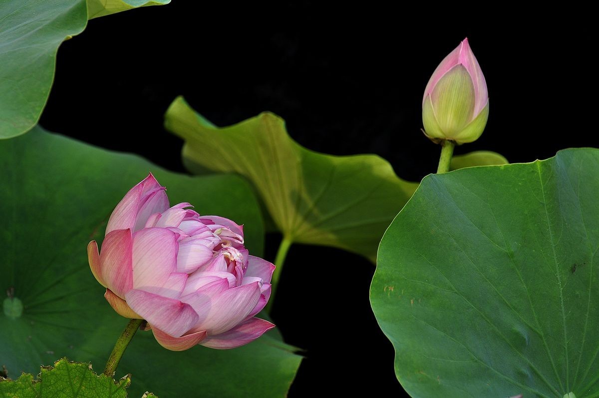 莲花池公园------盆栽荷花