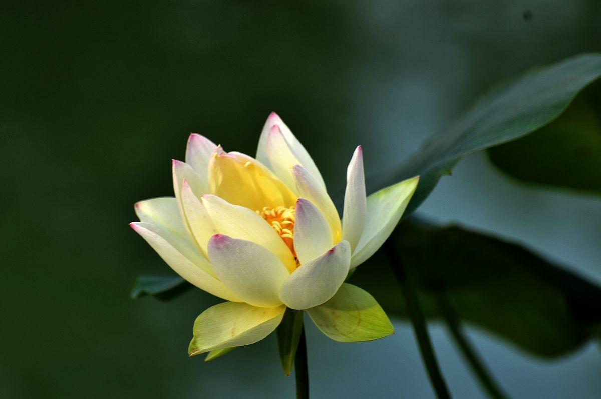 莲花池公园------盆栽荷花