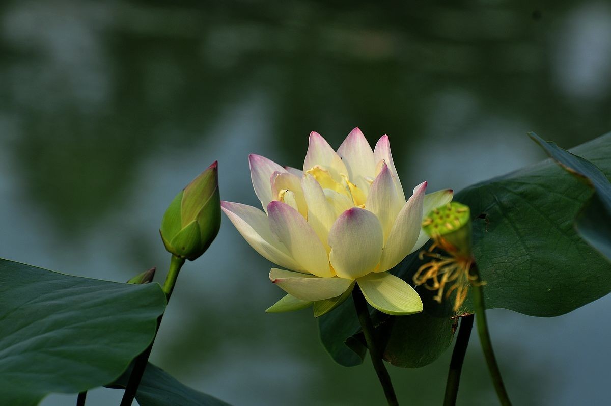 莲花池公园------盆栽荷花