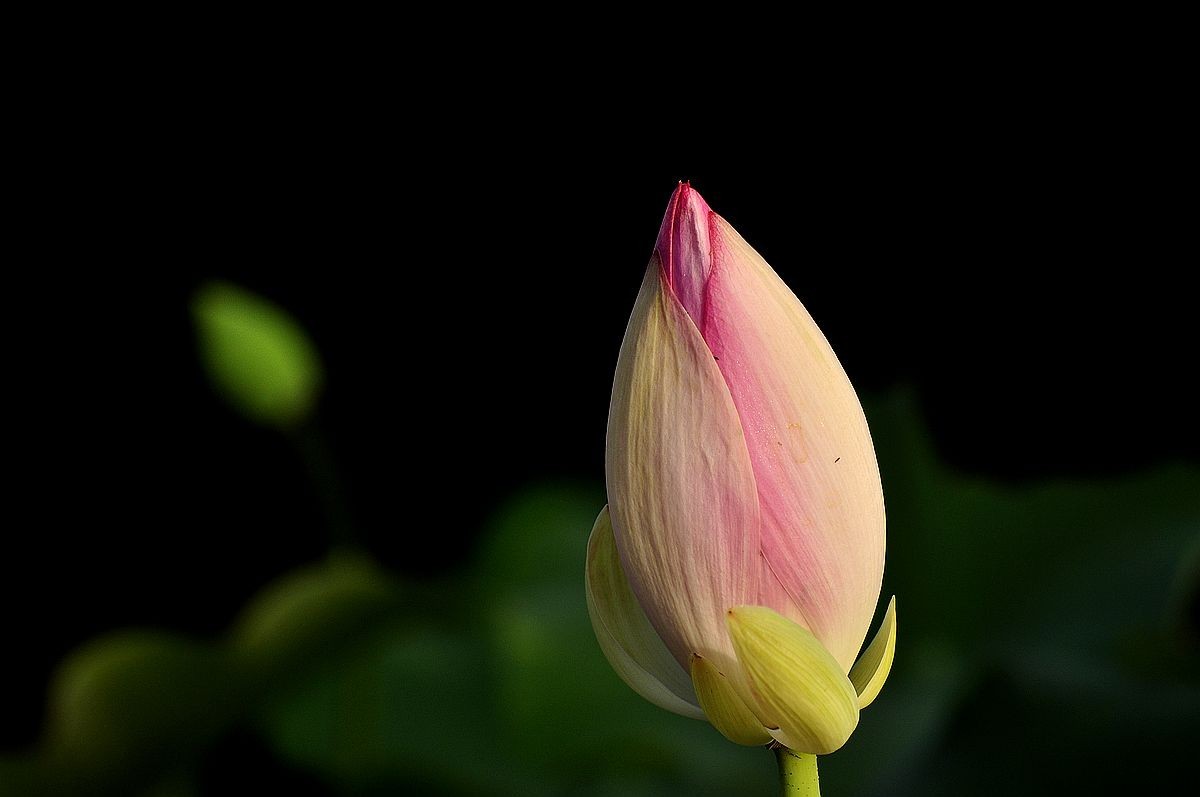 莲花池公园------盆栽荷花