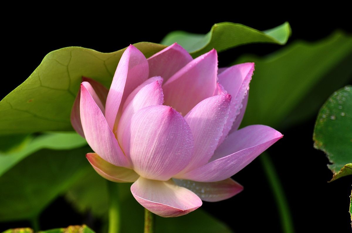 莲花池公园------盆栽荷花