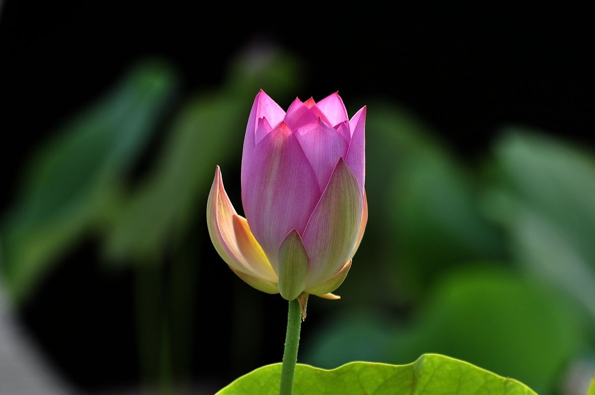 莲花池公园------盆栽荷花