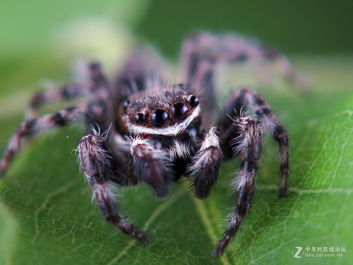 通体长毛的跳蛛